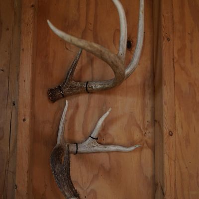 NineFit Basics Shed Antler Display Kit G2 Mount, Black