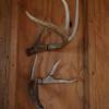 NineFit Basics Shed Antler Display Kit G2 Mount, Black view 1