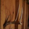NineFit Basics Shed Antler Display Kit G2 Mount, Black view 2