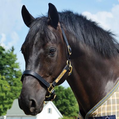 Country Pride Triple Stitched Premium Leather Halter, Handcrafted USA, Oil-Stained Leather, Rolled Throat Latch, Adjustable Crown and Chin, Solid Brass Hardware, Show Ready (Black,Large)
