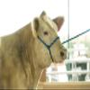 Weaver Leather Livestock Cattle Poly Rope Halter Bundle with Purple/Black/Teal and Hot Pink/Coral/Mint 7' Leads view 3