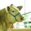 Weaver Leather Livestock Cattle Poly Rope Halter Bundle with Purple/Black/Teal and Hot Pink/Coral/Mint 7' Leads view 4