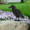 NineFit Basics Crow Decoy,Simulation Crow Statue, Fake Black Crow Decoys with Feet Stake, Hunting Bait Decoys Tool for Outdoor Garden Decoration Garden Decoration Hunting Bait, 1pcs, SRKWP0JV45VTOU98PLAQ view 3