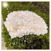 Suwooy Reinforced Camouflage Netting,Camouflage Shade Net Beige,Camping,Hunting,Army,Party Decoration,Military Camo Netting 23m 24m 33m 35m 44m 45m 46m 55m,Car Cover,Beige-2x6m(6.6 * 19.7ft) view 1