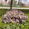 Suwooy Camouflage Netting Military,Camouflage Shade Net 1m 2m 2.5m 3m 4m 5m 6m 7m 8m 9m 10m,Car Cover,Sunscreen Camo Netting,for Camping Hunting Hide Army Party Decoration,Desert-3x10m(9.8x32.8ft) view 2