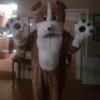 Cool Bulldog Mascot costume Gray School Animal Team Cheerleading Complete Outfit Adult Size view 4