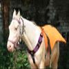 Cheval's International Wool Handmade Western Mohair Breast Collar for Horse Riding Accessories (Multicolor_Pony_Design4) view 3