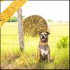 Country Brook Design - Yellow Bandana Polyester Webbing (1/2 Inch, 50 Yards) view 4