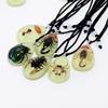 Caiyao Real Bug Necklace Real Insect Beetle Spider Scorpion Ant Taxidermy Animals Insect Collect Pendant Necklace Jewelry-Spider view 3