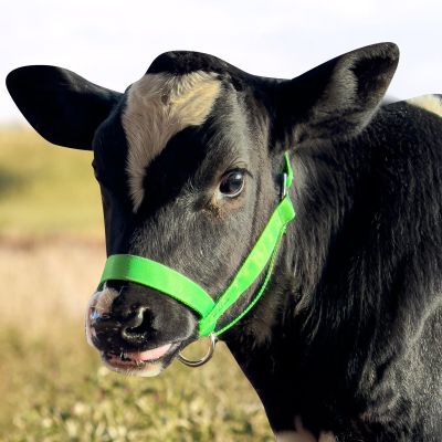Cow Halter Cattle Halters Calf HalterAdjustable Nylon Livestock Cattle Halterfor Miniature Horse Donkey Goat Foal (Green, Small)