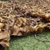 Pealihuy Camouflage Netting,Camo Netting,Sunscreen Shade Nets,1/2/3/4/5/6/7/8/9/10m,Military Hunting net,Lightweight and Durable,Outdoor Decoration, Desert Camouflage net,Desert-2x9m(1.5x25m) view 3