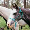 Knotty Girlz Four Knot Rope Halter and 12 Foot Lead Rope Training Set (Burgundy, Small) view 3