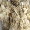 Generic Sheep Wool Trapping Supplies Natural Lure Scent Holder view 1