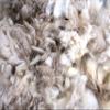 Generic Sheep Wool Trapping Supplies Natural Lure Scent Holder view 3