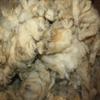 Generic Sheep Wool Trapping Supplies Natural Lure Scent Holder view 4