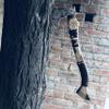 [DARK WARRIOR] Handmade Forged Carbon Steel Aegishjalmr Viking Axe with Sheath - Traditional Norse Bearded Axe Hatchet - 'Helm of Awe' Symbol Hand Craved Solid Handle (Aegishjalmr Viking Axe 22") view 2