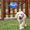 NFL #1 Detroit Lions Best Fan's Football Shape Sign with Dog Bone Design, Sporty Fence Sign, NFL Football Fan Waterproof Wooden Wall Sign, Yard Decor Indoor and Outdoor with Team Logo! view 2