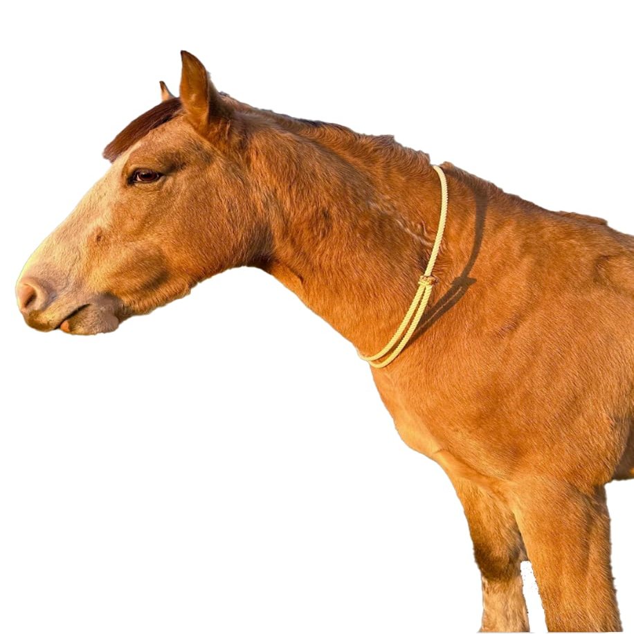 Lariat Liberty Horse Sliding Neck Ring Cordeo for Bridleless Riding - Extra Soft and Adjustable | Liberty Line, Liberty Neck Rope