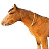 Lariat Liberty Horse Sliding Neck Ring Cordeo for Bridleless Riding - Extra Soft and Adjustable | Liberty Line, Liberty Neck Rope view 1