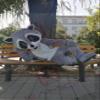 Robbie Raccoon with White Belly Mascot Costume Adult Size for Men & Women with Built-in Fan Inside the Head view 3