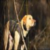 Banded Avery Outdoors Boater's Parka Dog Hunting Neoprene Vest (Timber Camo, XX-Large) view 3