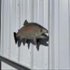 25" Rainbow Trout Two Sided Fish Mount Replica - Affordable Cabin Decor - Indoors Or Outside view 2