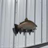 25" Rainbow Trout Two Sided Fish Mount Replica - Affordable Cabin Decor - Indoors Or Outside view 3