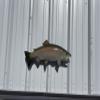 25" Rainbow Trout Two Sided Fish Mount Replica - Affordable Cabin Decor - Indoors Or Outside view 4