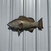 32" Gag Grouper Half Sided Fish Mount Replica - Affordable Coastal Decor - Indoors Or Outside view 1