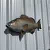 32" Gag Grouper Half Sided Fish Mount Replica - Affordable Coastal Decor - Indoors Or Outside view 2