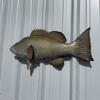 32" Gag Grouper Half Sided Fish Mount Replica - Affordable Coastal Decor - Indoors Or Outside view 3