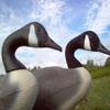 Canada Goose Decoy Head Flocking Kit - 50 Heads view 1