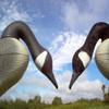 Canada Goose Decoy Head Flocking Kit - 50 Heads view 2