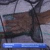 EASY BIG Portable Collapsible Crab Traps, Foldable Crabbing Nets for Lobster, Shrimp, Carp, Crayfish, Galvanized Steel Wire, Polyethylene Mesh view 4