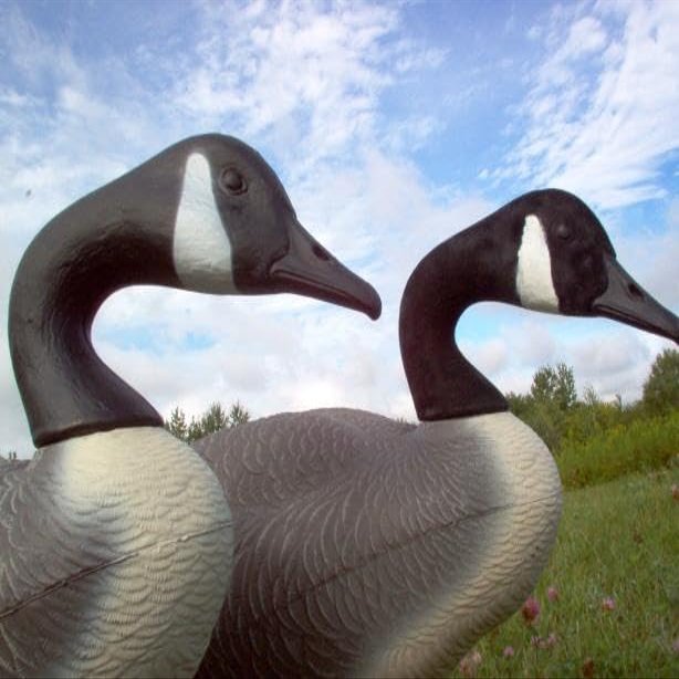 Goose Decoy Head Flocking Kit for 50 Canada Goose Decoys