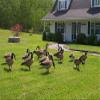 Goose Decoy Head Flocking Kit for 50 Canada Goose Decoys view 4