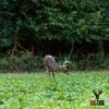 Big Tine Food Plot Mix, Deer Attractant, Advantage Turnips, 3 lbs Bag, Fall/Winter Annual, Extremely Versatile, Drought Resistant view 4