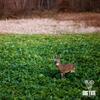 Big Tine Food Plot Mix, Deer Attractant, Peas and Tubers, 8 lbs Bag, Fall/Winter Annual, Contains Early Season Forage and Winter Peas view 3