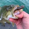 Great Lakes Finesse Mini Pro Tube Head - 1/8 oz view 3
