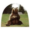 BVNMT Hi Bear Sit on The Lawn Printed Cape Unisex Adult Costume - One Size Fits Most (1 Count) - Ideal for Cosplay, Parties, And More view 4