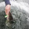 Northland Tackle Ice Fishing Thumper Spoon, Stamped Brass Flutter Spoon Ice Fishing Lure for Walleye, Crappie, & More, 10 Colors, Purple Racecar, 1/4 Oz view 2