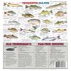 Pan-Fish Identification #7 (Saltwater & Freshwater) - Waterproof Quick Reference Guide | Portable & Built to Last | Double-Sided & Easy to Read | Includes Average Weight & Cooking Recipes view 2
