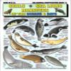 Sea Mammal Identification #3 (Seals, Sea Lions, and Manatees) - Waterproof Quick Reference Guide | Portable & Built to Last | Double-Sided & Easy to Read | (Size, Weight, and Location)