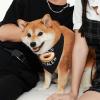 Bagel Lover Bagels Dealer Pet Scarf Washable Adjustable for Dogs Cat Pet view 3