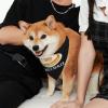 Bagel Lover Bagels Dealer Pet Scarf Washable Adjustable for Dogs Cat Pet view 3