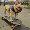 KJLYLPP Dogs Skateboard with Surf Stand Pet Skateboard Skateboard with Colorful PU Wheels for English-French Bulldog (62X21cm) view 2