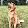 Mud River MR1000 Dog Training E-Collar with Remote view 2