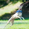 Peosaard Dead Duck Dummy Bumper,Bird Launcher,Dog Training Simulated Turkey Dummy Launcher,Dog Training Bite Resistant Dog Training Toys,Hunting Retriever Dog Training Accessories view 2
