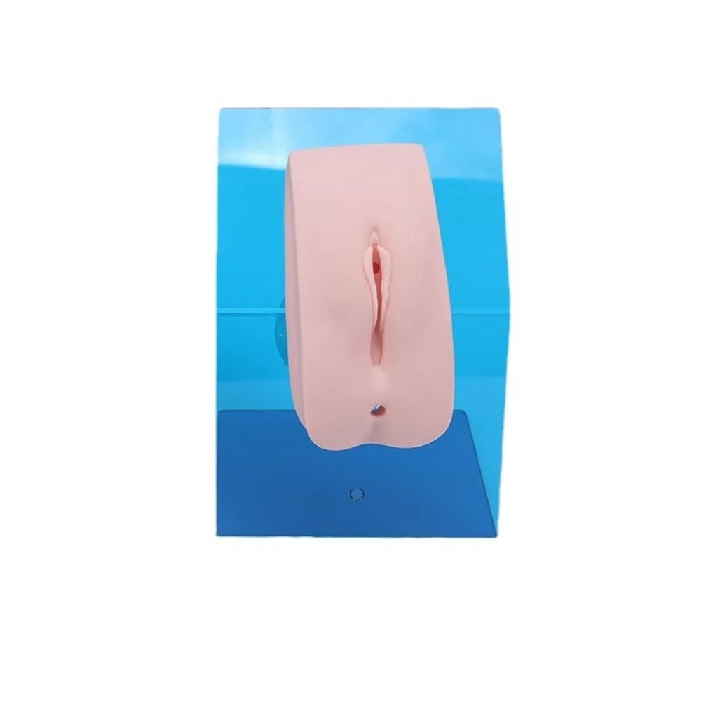 Anatomical models of internal and external genitalia, Catheter Practice Model Anatomy Model with Storage Bag, Catheter Urinary Catheterization Model Genital Model for Medical Education and Training.(M
