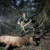 Abe & Son Molestrus Estrus Call  Aggressive Cow Estrus Elk Call view 4